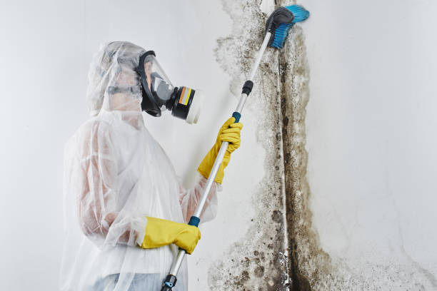 Best Commercial Mold Removal  in Avon, CO