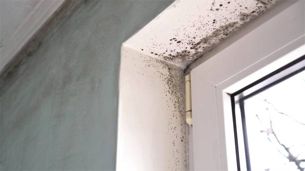 Best Local Mold Removal Service  in Avon, CO