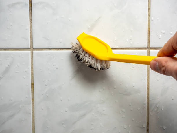 Best Attic Mold Removal  in Avon, CO
