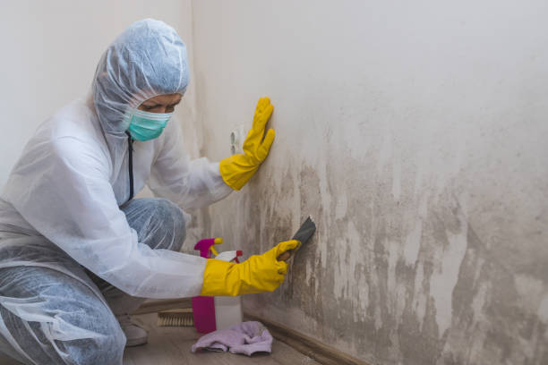Best Residential Mold Removal  in Avon, CO