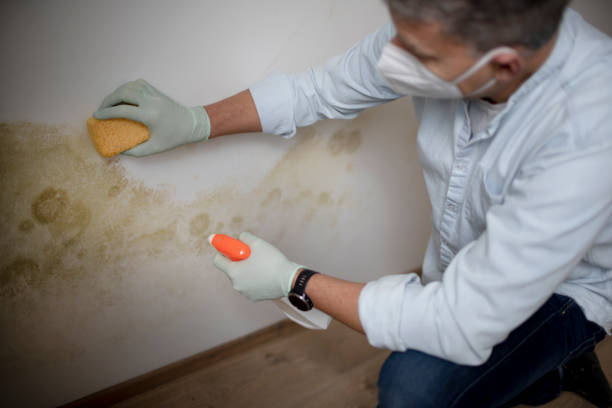 Mold Removal Process in Avon, CO