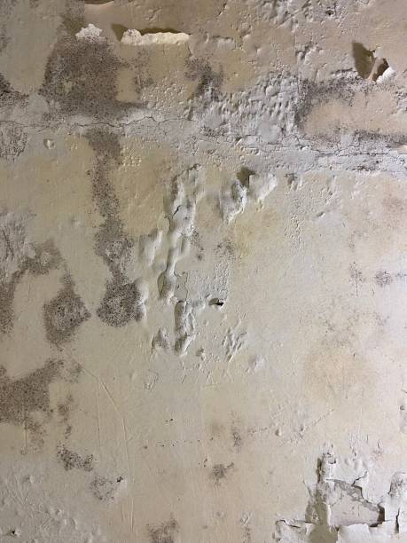 Best Black Mold Removal  in Avon, CO