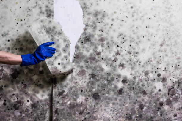 Best Mold Damage Repair  in Avon, CO