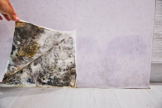 Best Best Mold Removal Companies  in Avon, CO